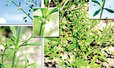 Trị “giời leo” bằng thuốc Nam